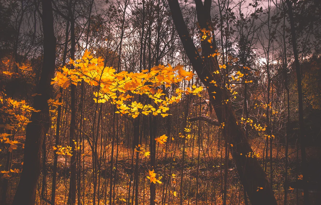 Фото обои autumn, leaves, cloudy, woodland