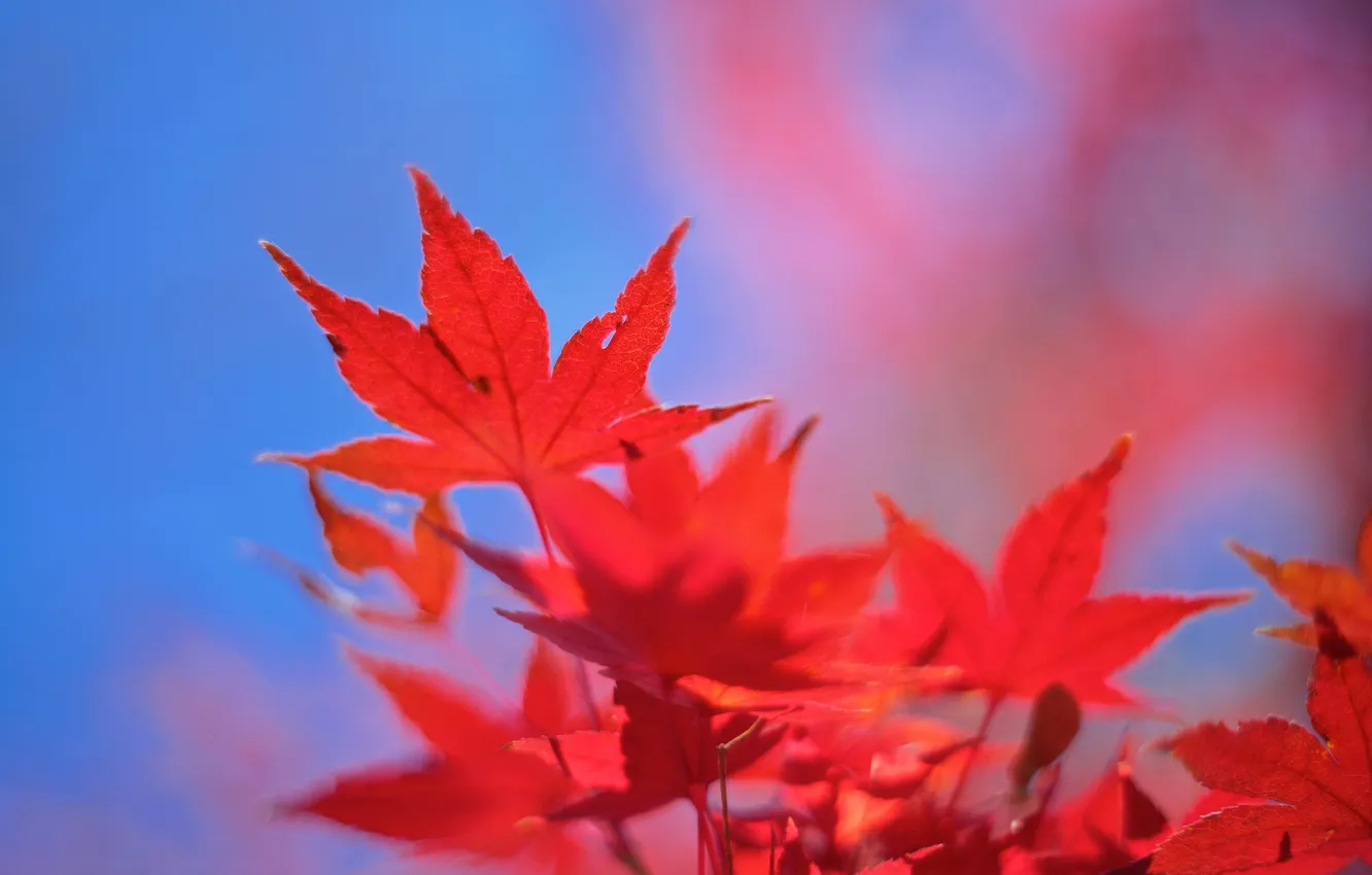 Фото обои осень, небо, листья, клен, багрянец