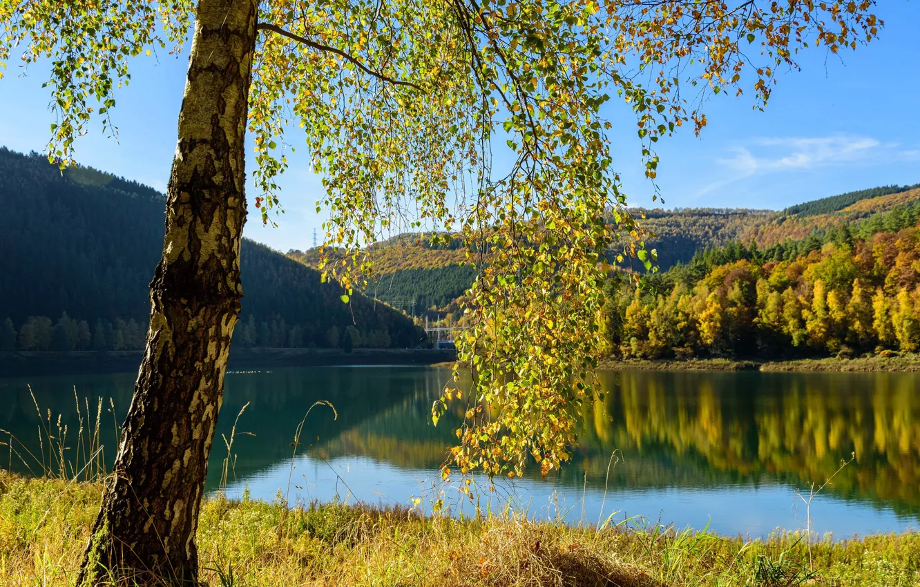 Фото обои осень, озеро, дерево, Бельгия