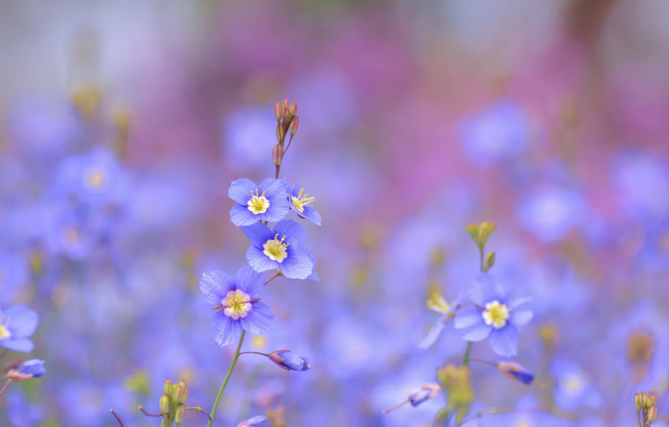 Фото обои цветы, голубые, синие, Heliophila longifolia