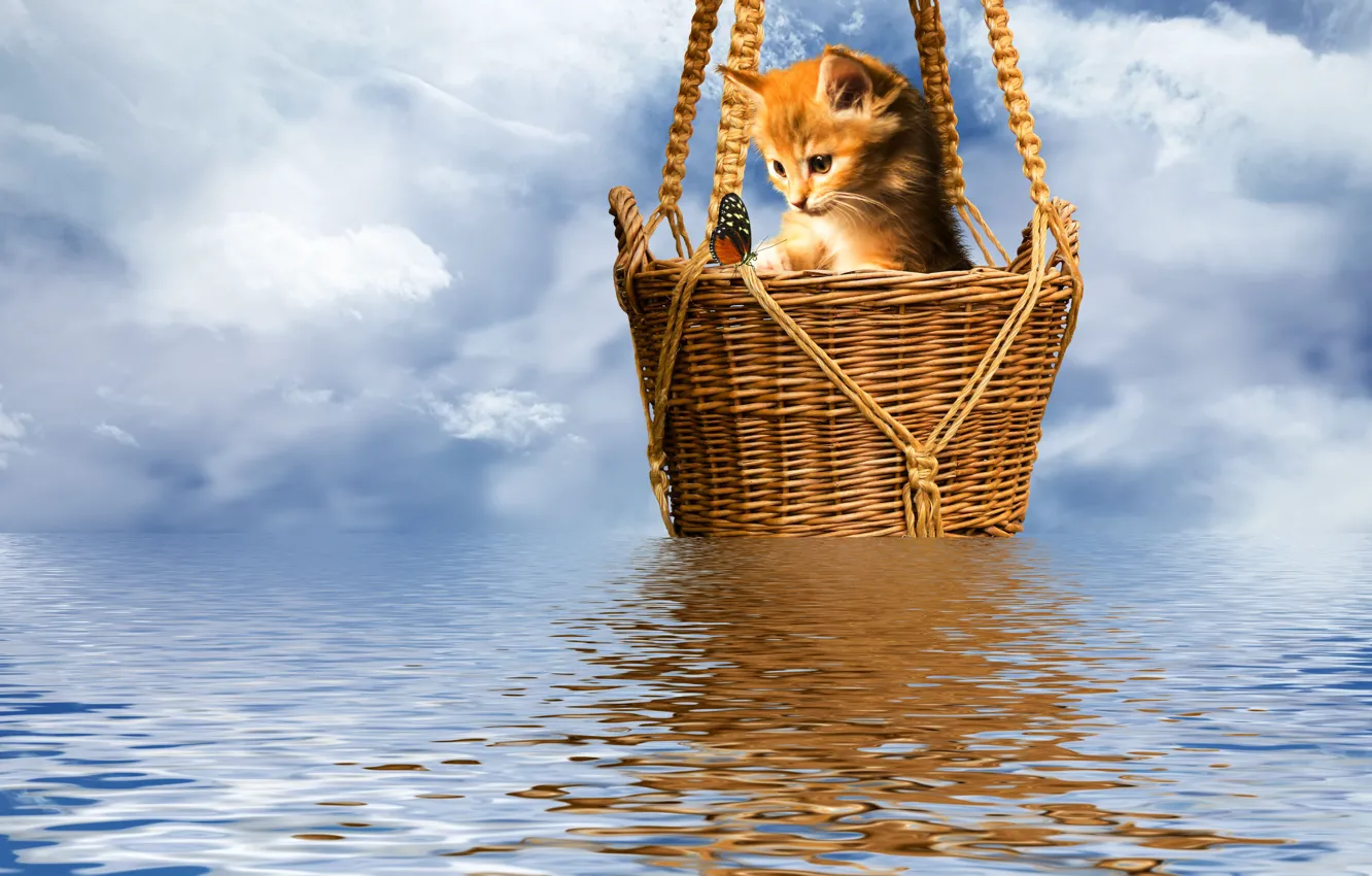 Фото обои котенок, бабочка, рябь на воде, корзинка, небо в барашках