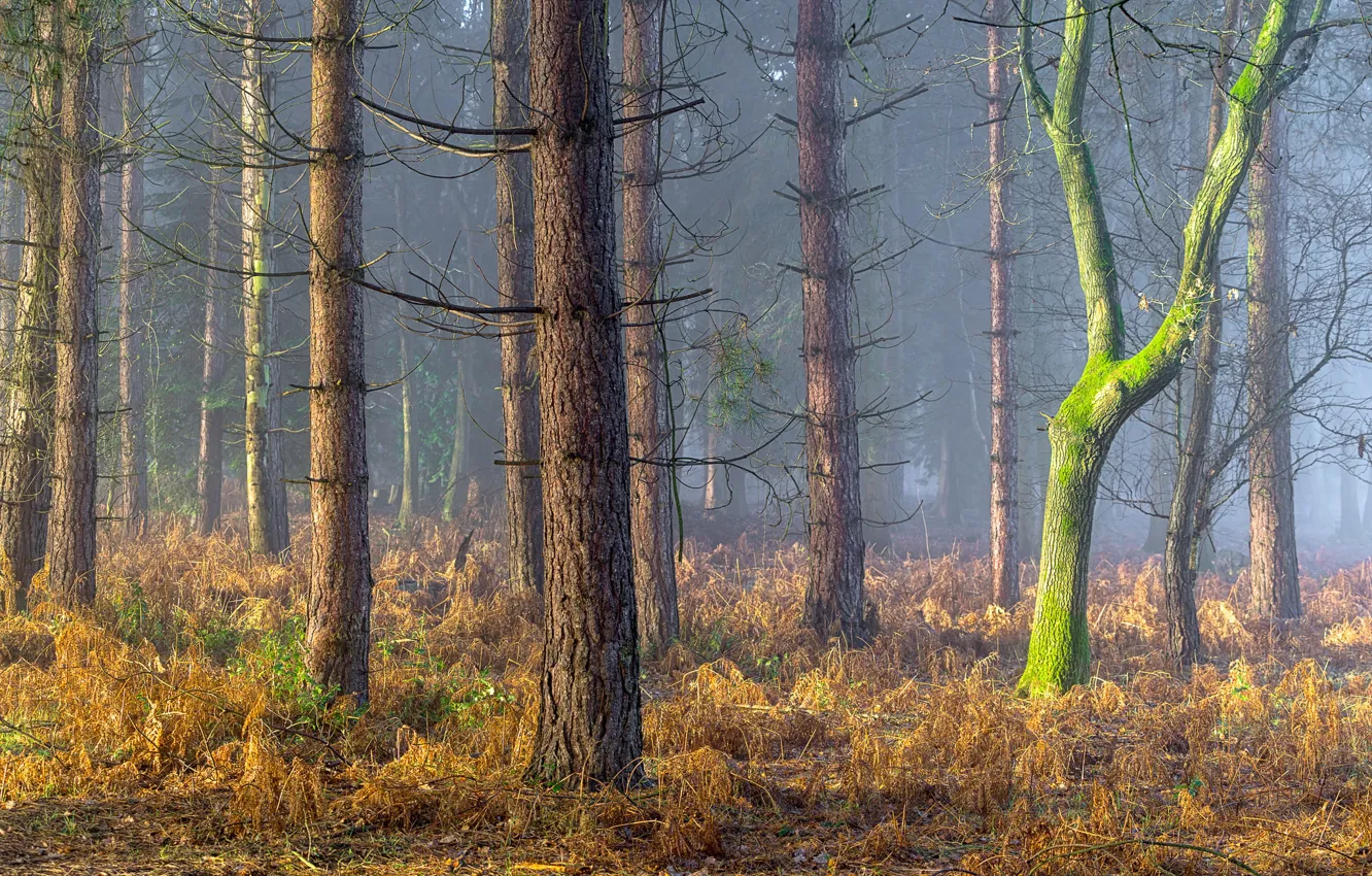 Фото обои лес, Англия, England, Coughton