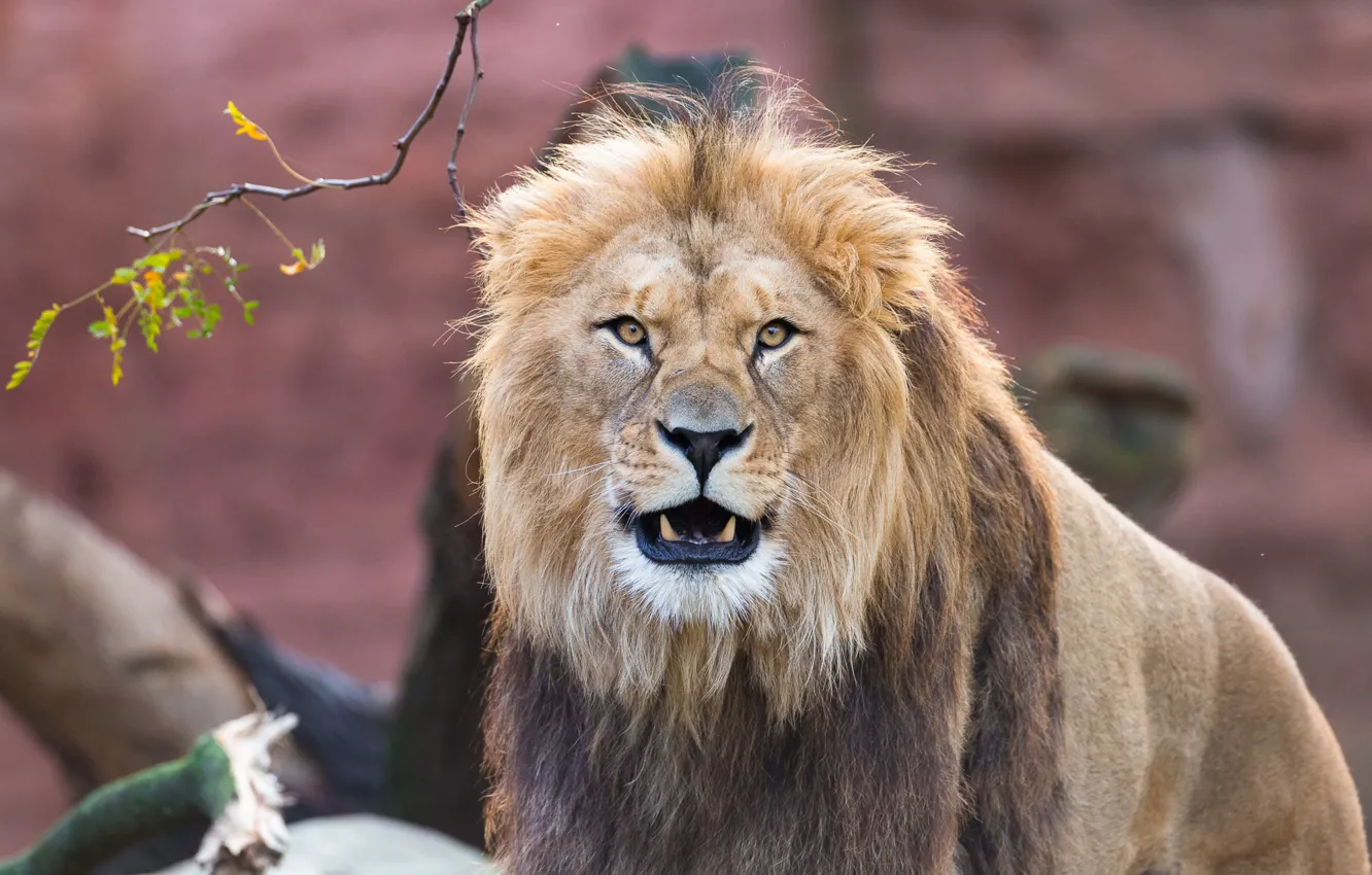 Фото обои взгляд, морда, лев, грива, царь зверей, дикая кошка