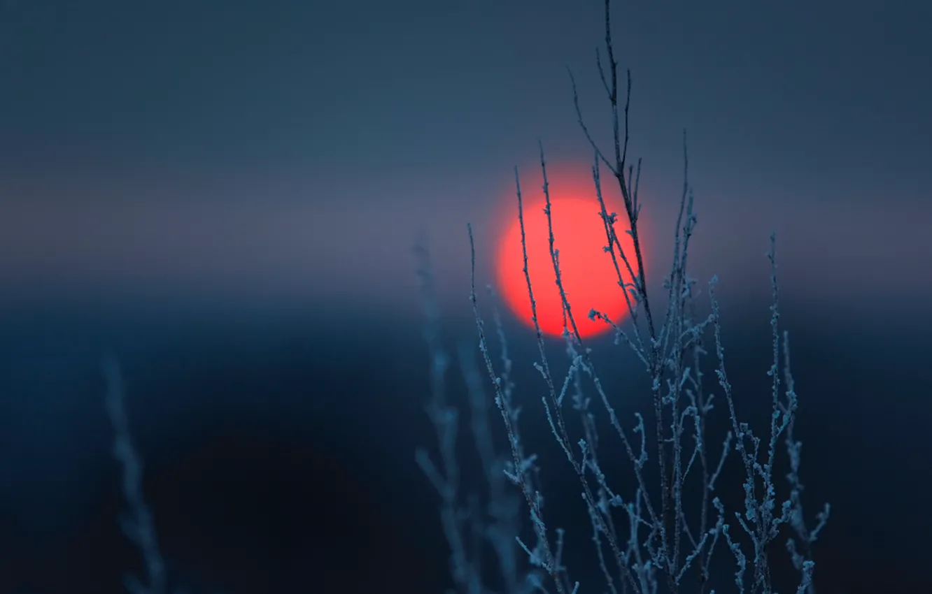 Фото обои небо, солнце, закат, растение, диск
