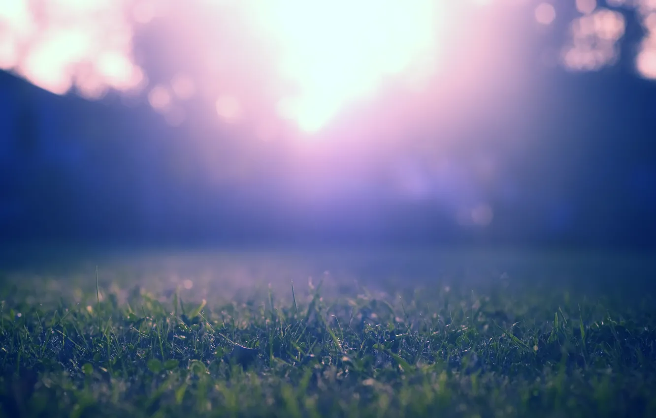 Фото обои фиолетовый, трава, макро, лучи, свет, деревья, синий, природа