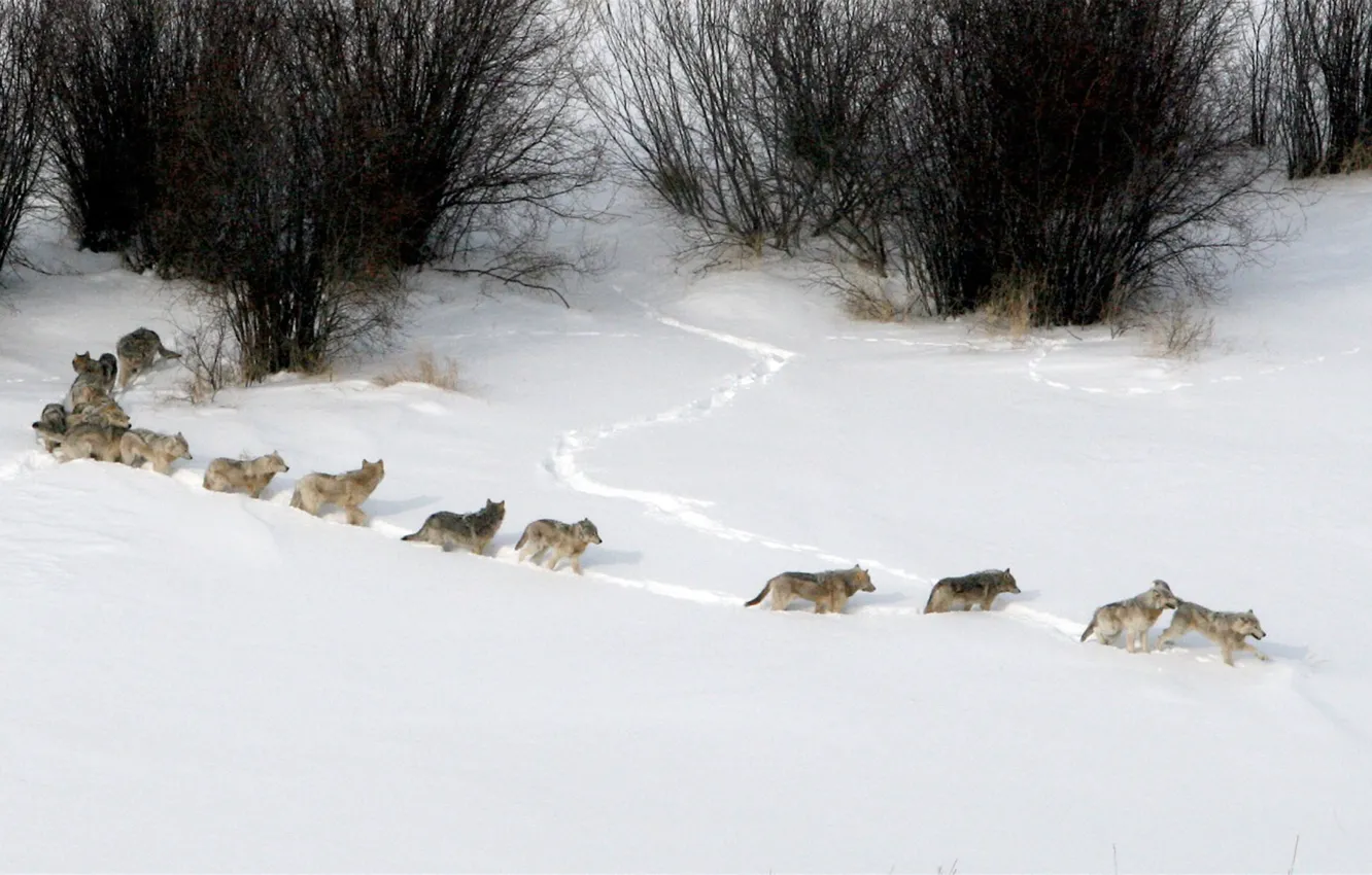 Фото обои nature, snow, predator, animal, wolf, wildlife, portrait, wolf pack