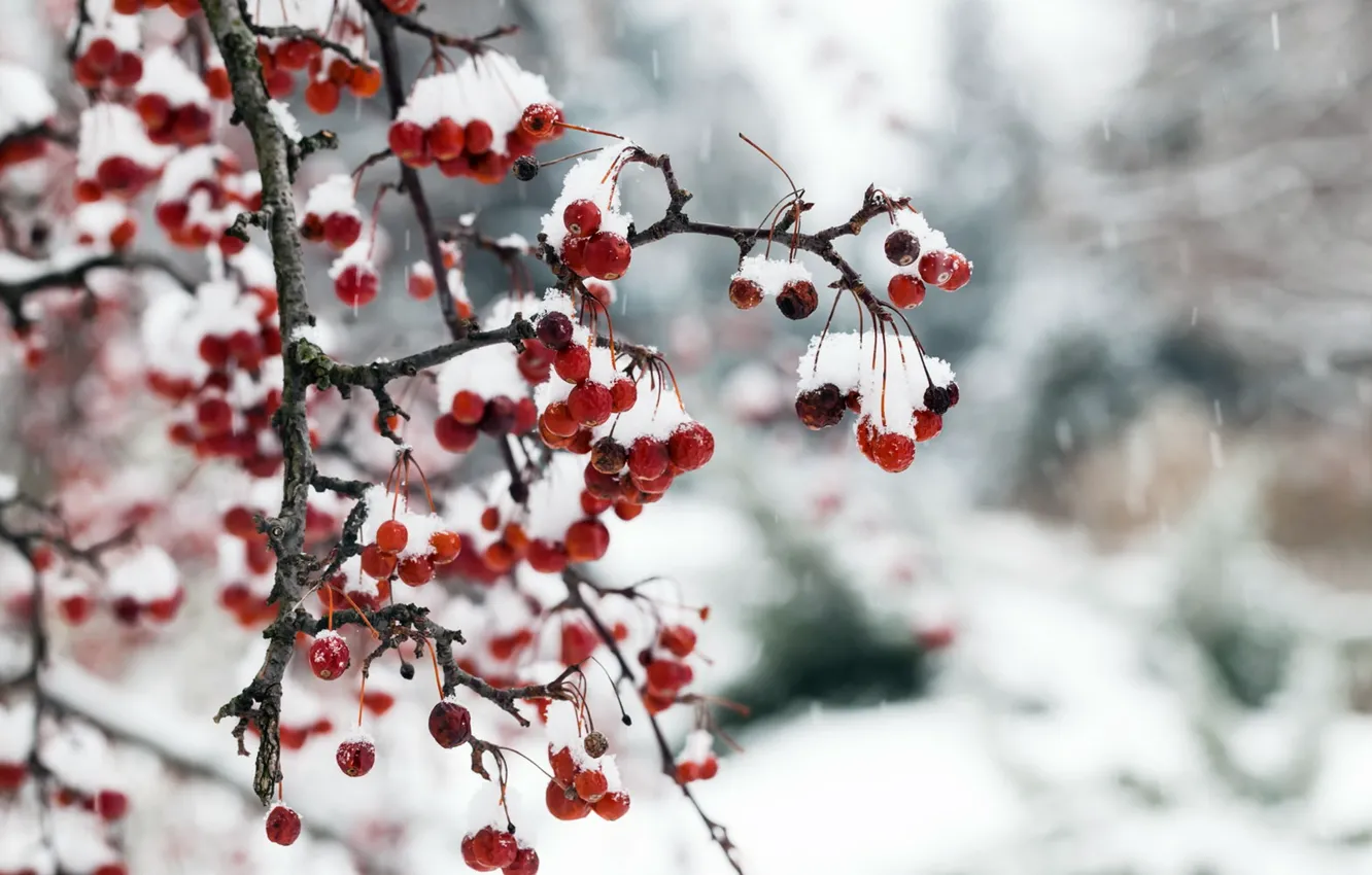 Фото обои снег, природа, ягоды