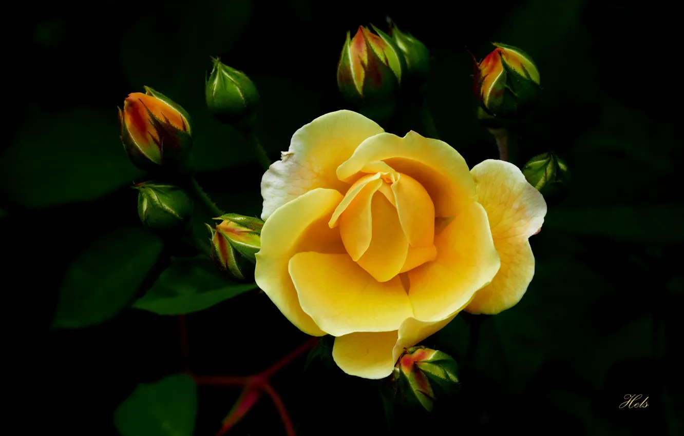 Фото обои желтый, роза, бутоны