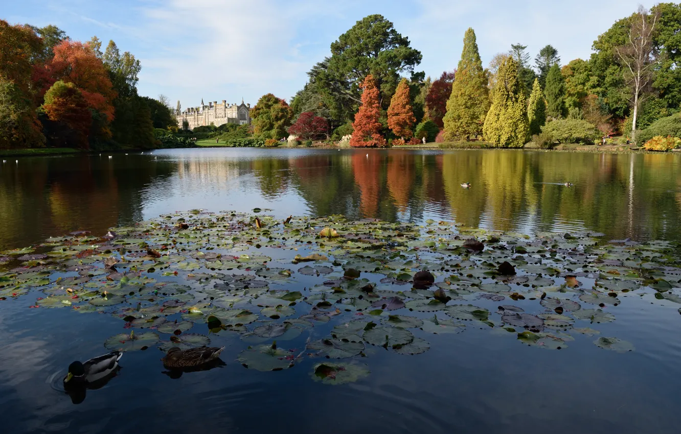 Фото обои осень, замок, Англия, Озеро, Autumn, lake, Castle, England