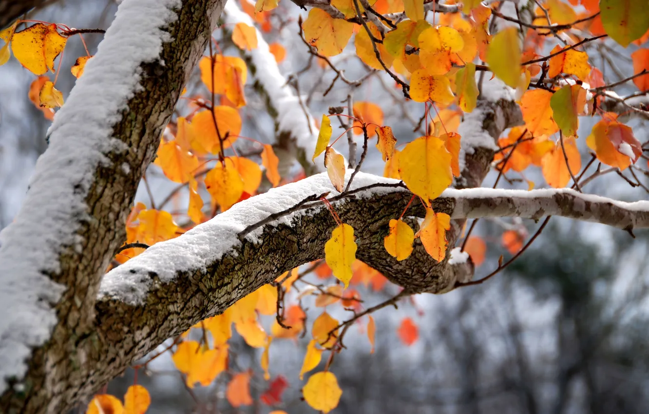 Фото обои осень, листья, снег, фон, дерево, ветка, лежит, ярко