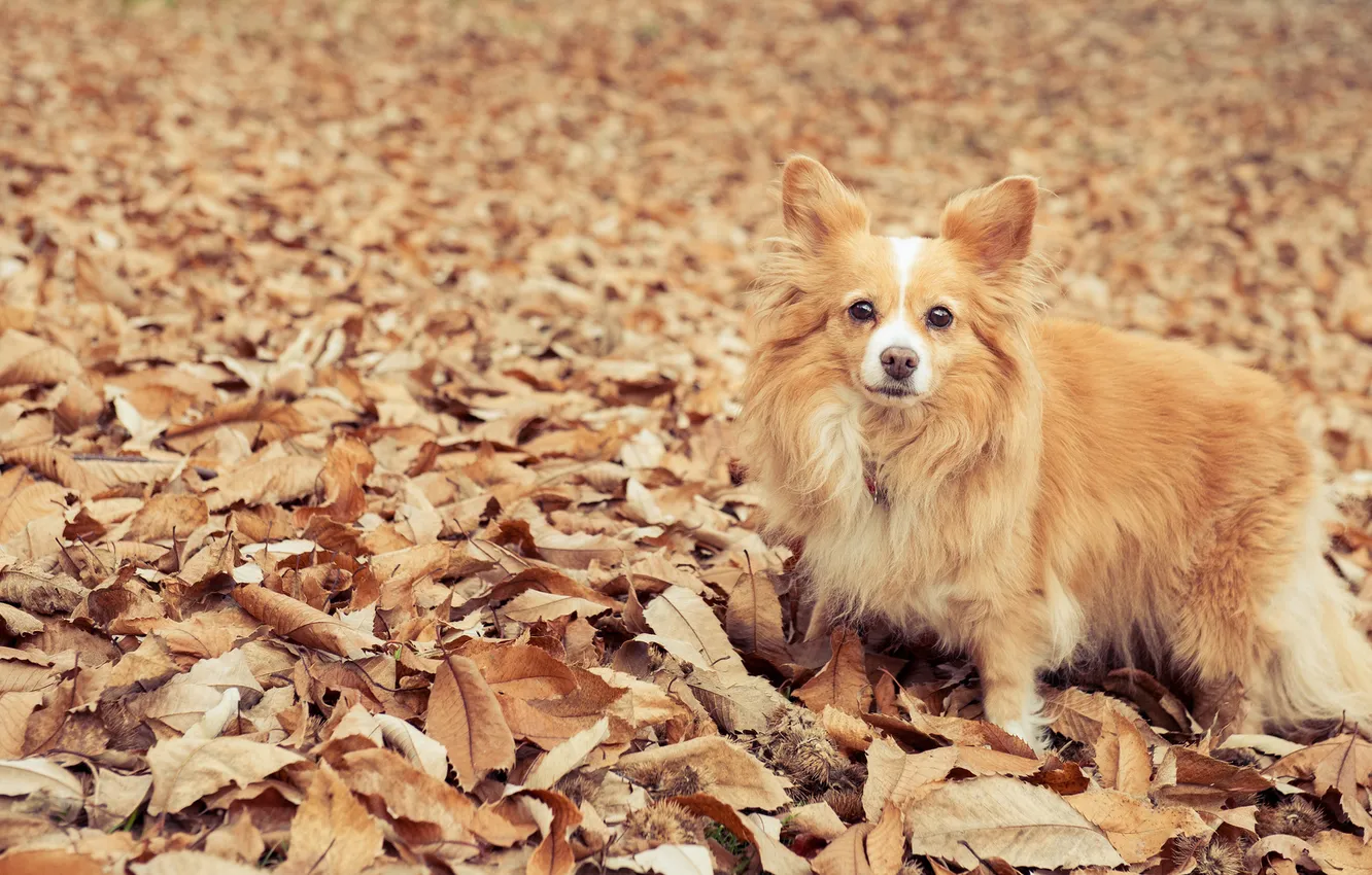 Фото обои глаза, листья, Собака, eyes, dog, leaves