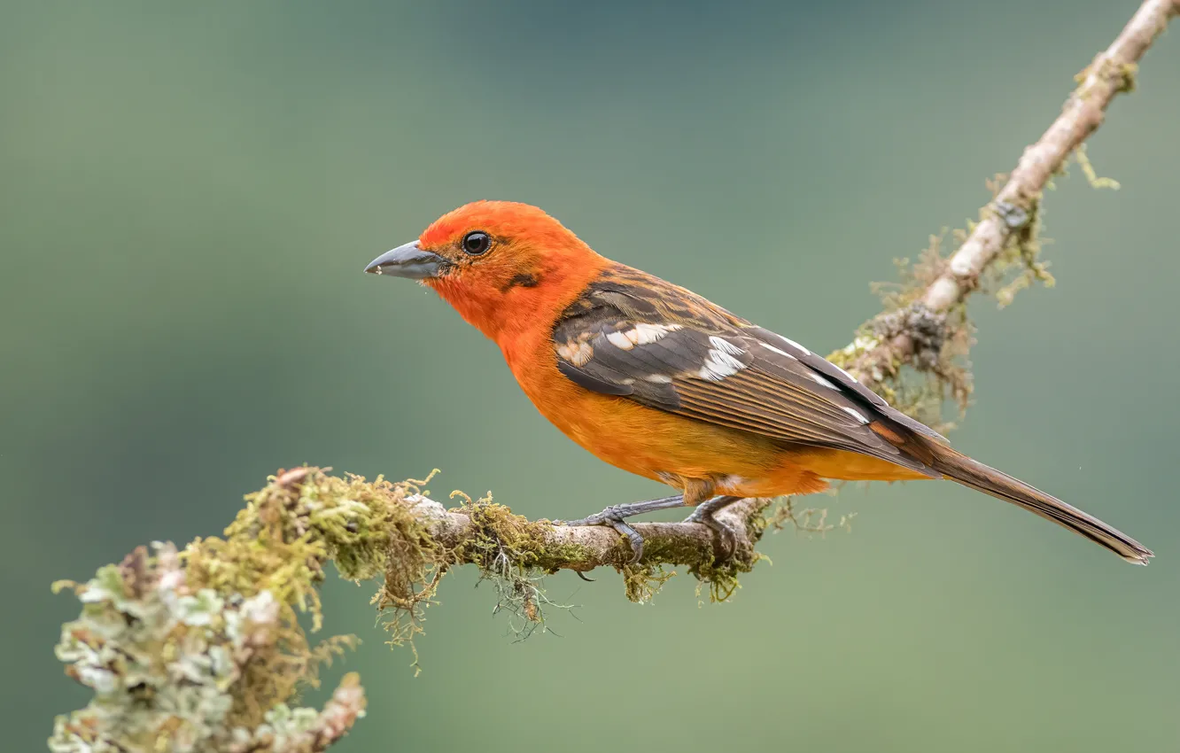 Фото обои макро, птица, ветка, размытый фон, кусочки мха, colored tanager natire