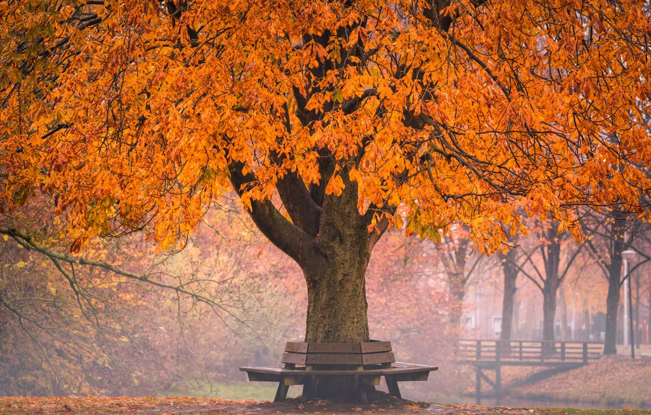 Фото обои осень, мостик, скамья, дерво, Golden Autumn