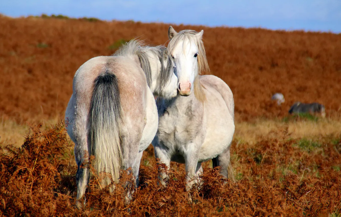 Фото обои love, field, horses, couple