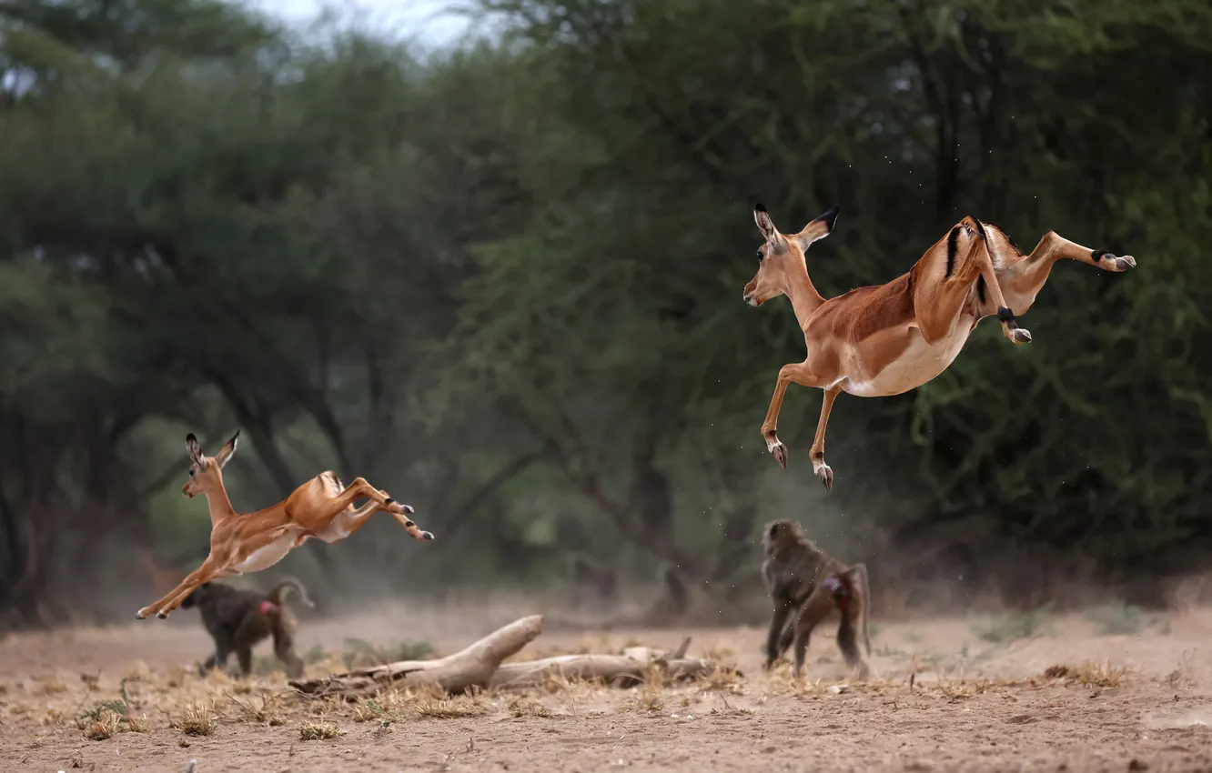 Фото обои jump, monkeys, Impala