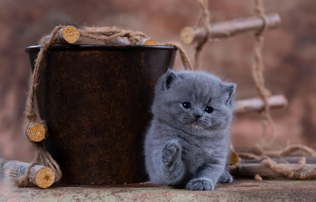 Фото обои кошка, поза, котенок, серый, веревка, малыш, ведро, британский