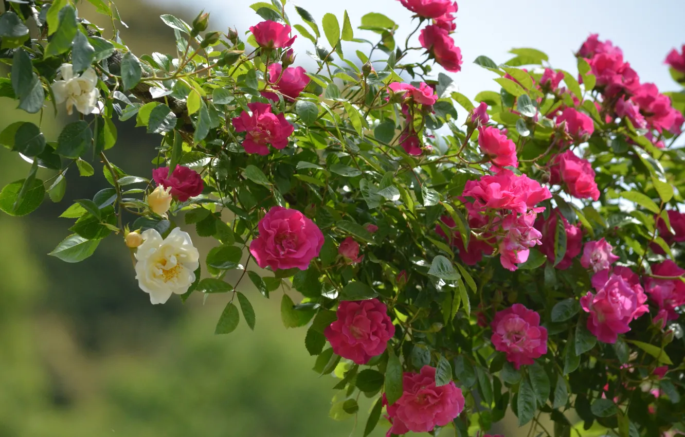 Фото обои фон, розы, плетистые розы