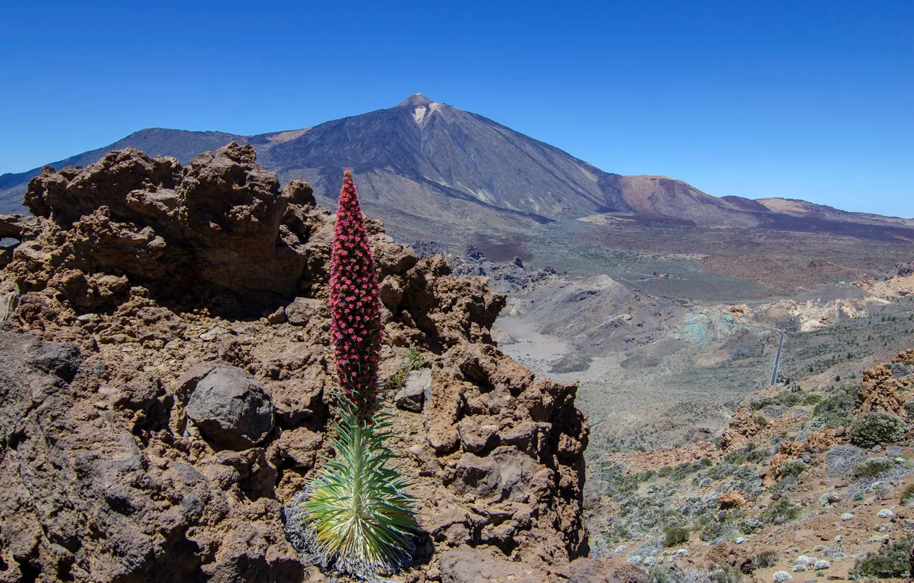 Фото обои растение, гора, вулкан, Испания, Тенерифе, буглос Тенерифе, красный буглос, Тейде
