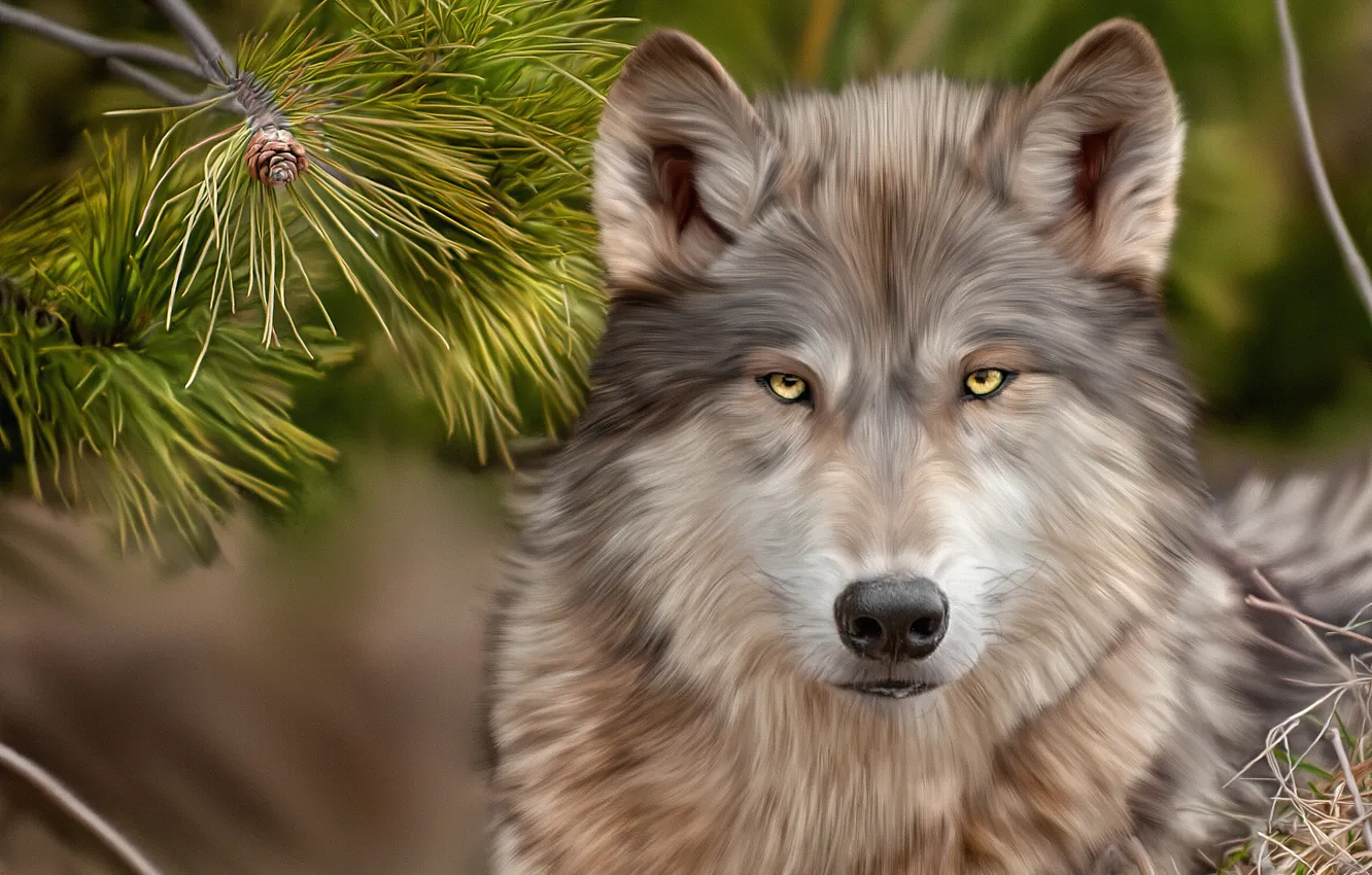 Фото обои взгляд, волк, сосна, art, wolves, glance