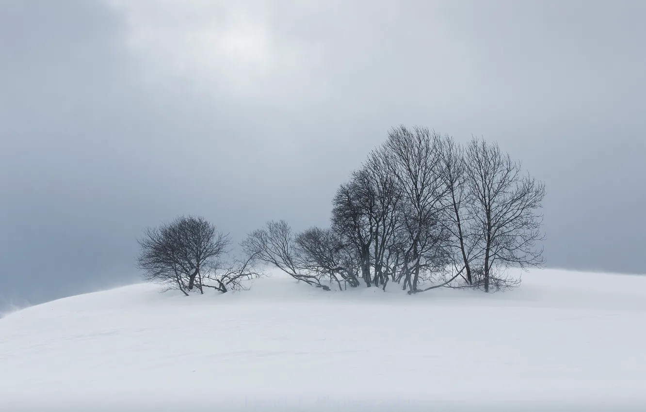 Фото обои зима, снег, деревья, природа, туман