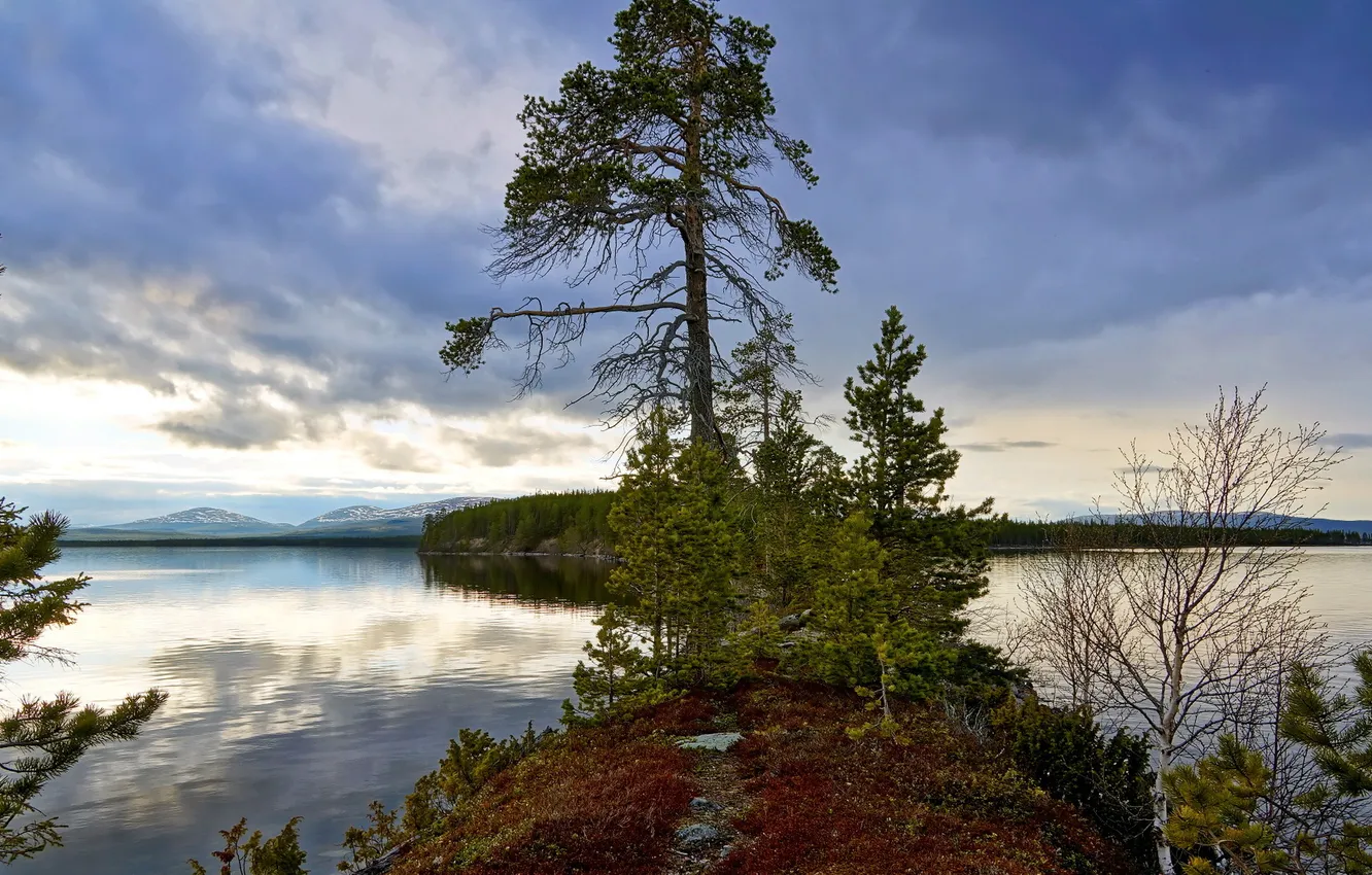 Фото обои пейзаж, озеро, дерево