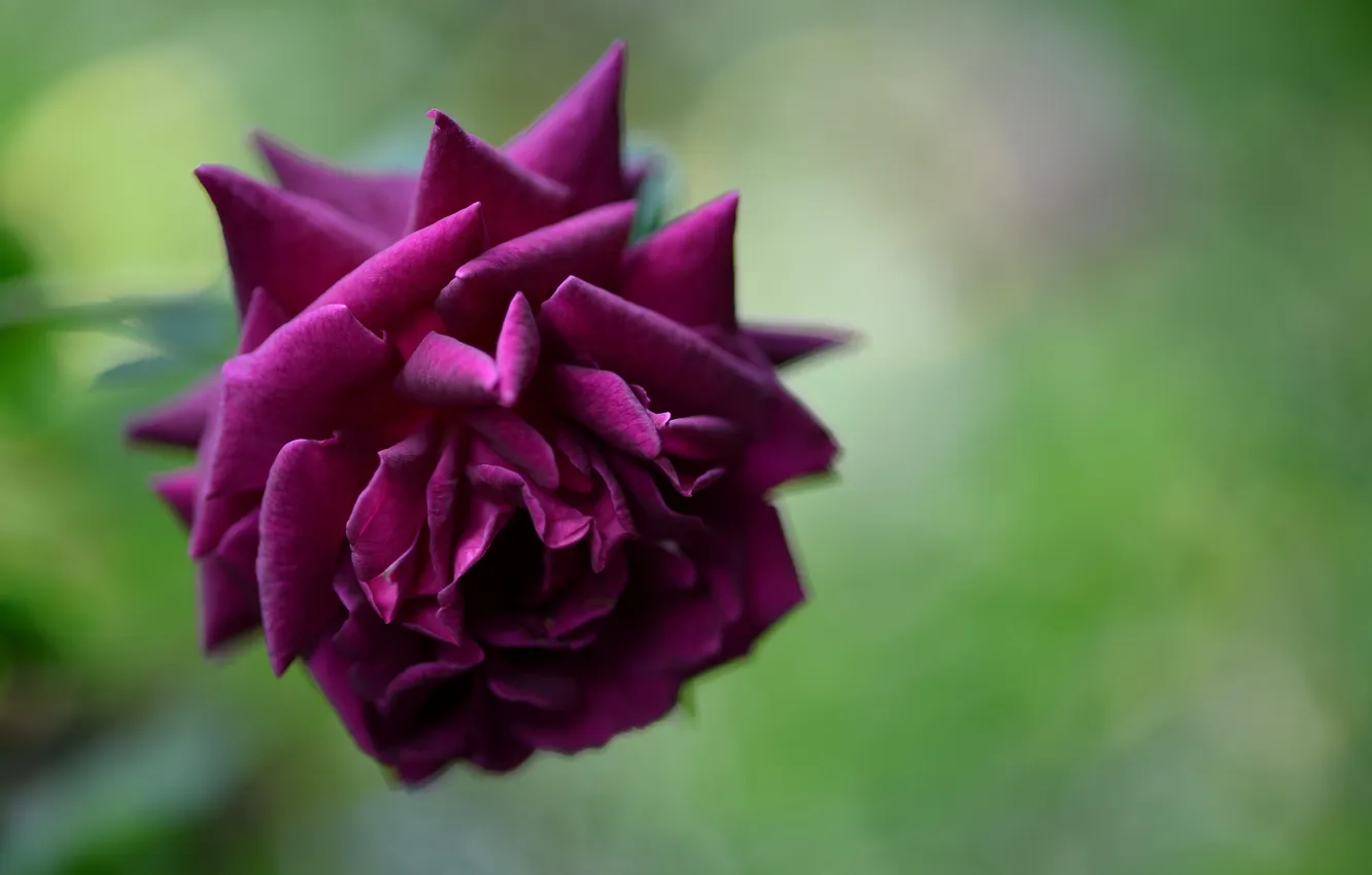 Фото обои зелень, цветок, макро, роза, фиолетовая, темная