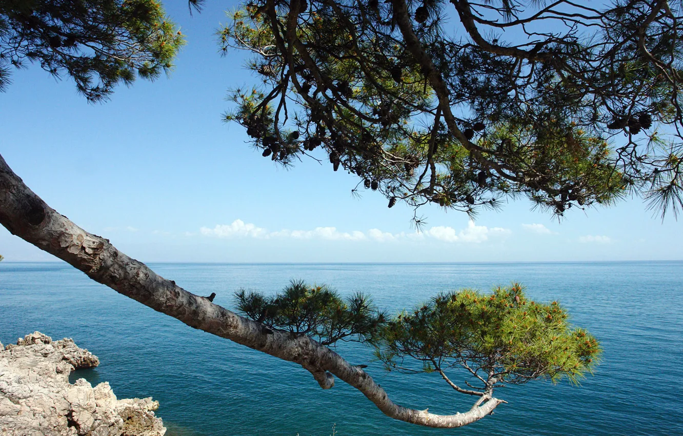 Фото обои море, небо, облака, пейзаж, скала, ветка, сосна, хорватия