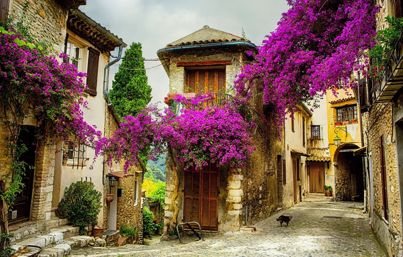 Фото обои лето, цветы, город, улица, Франция, .Прованс