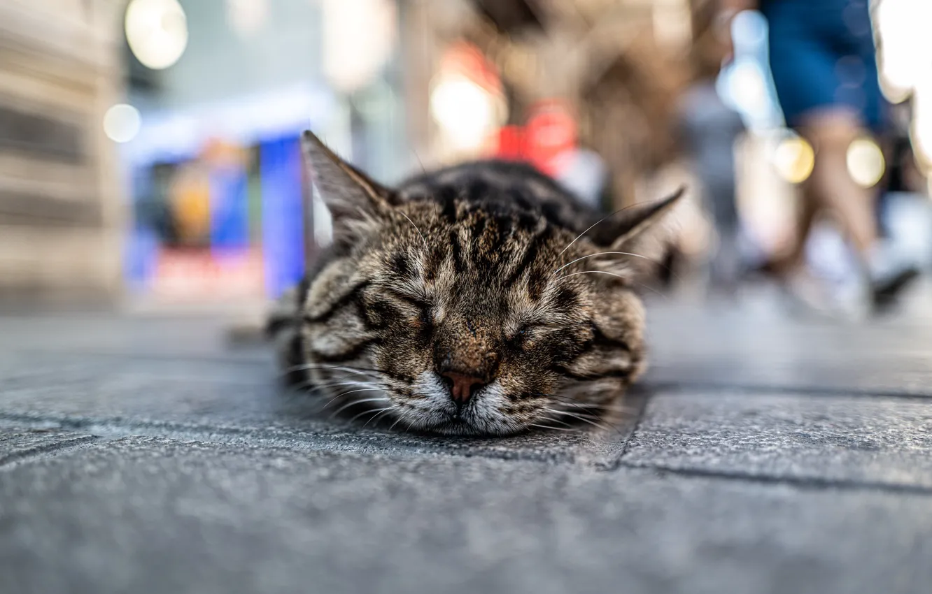 Фото обои кот, отдых, улица, спит, коте