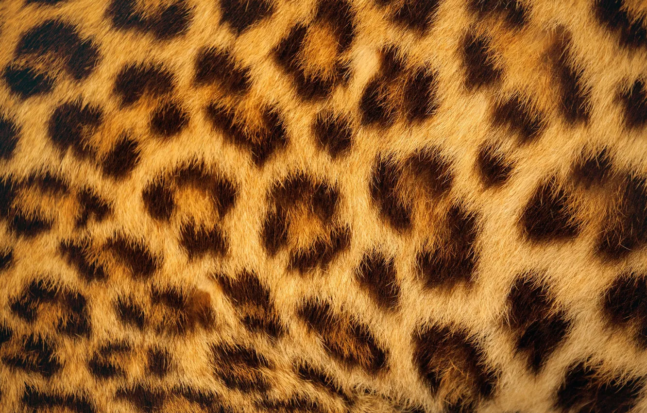 Фото обои текстура, шерсть, леопард, шкура, мех, шкура леопарда