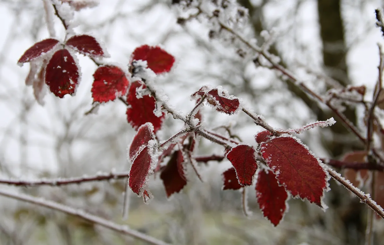 Фото обои холод, зима, листья, макро, снег, лёд, ветка, изморозь