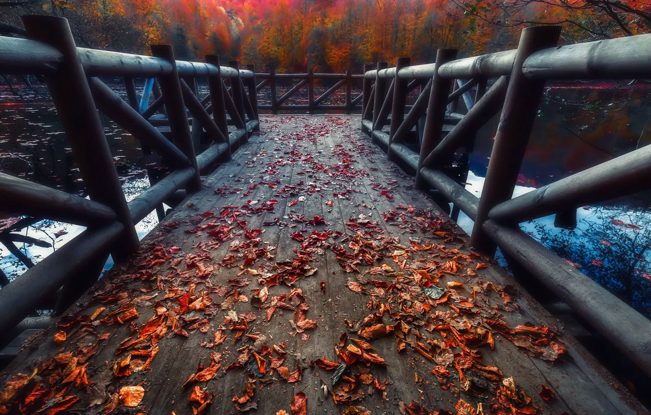 Фото обои осень, лес, листья, ветки, мост, природа, озеро, пруд