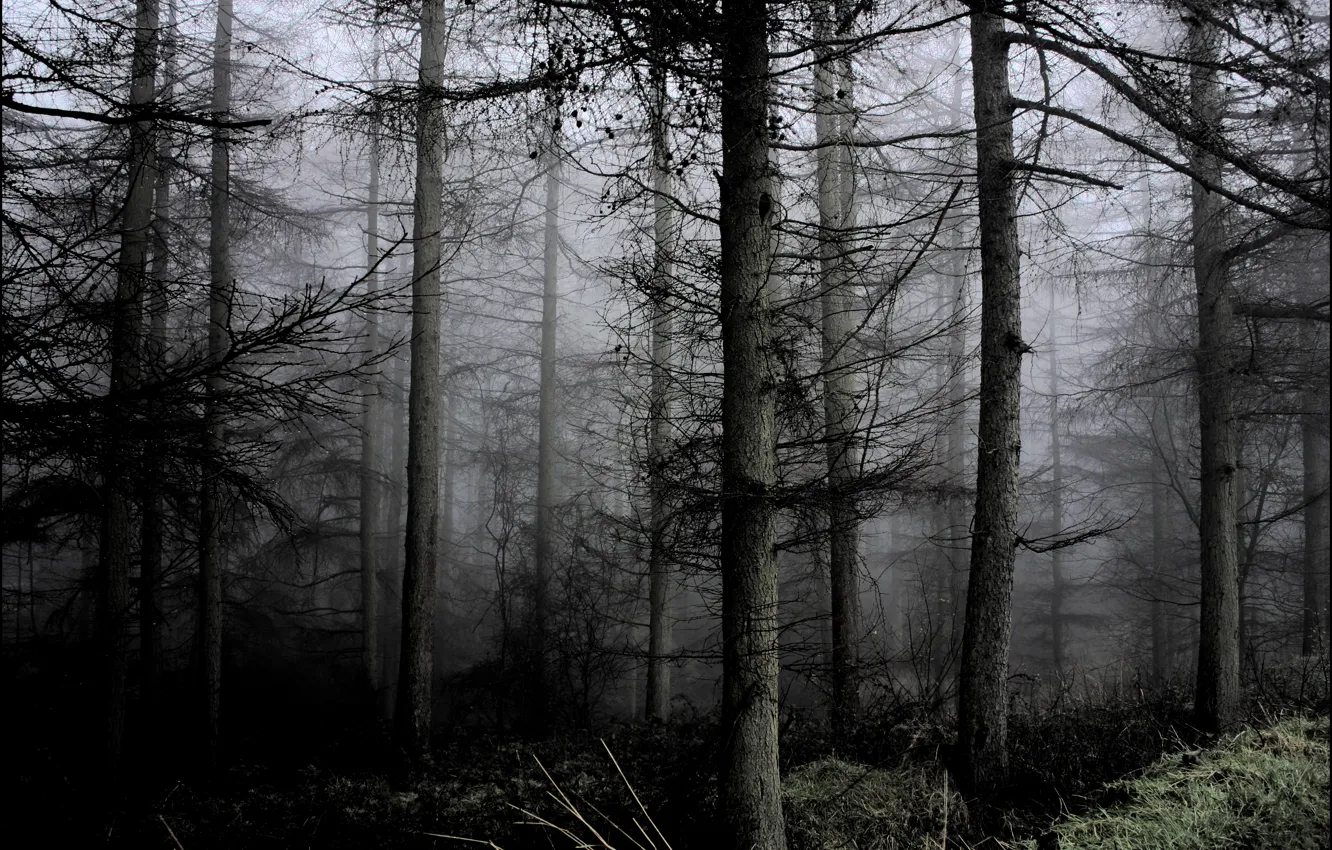 Фото обои лес, деревья, природа, туман, Северная Ирландия, Northern Ireland, Каррикфергус, Carrickfergus
