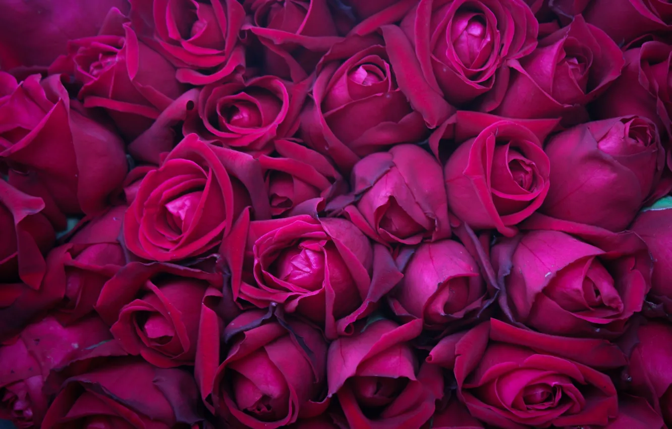Фото обои цветы, розы, rose, бутоны, много