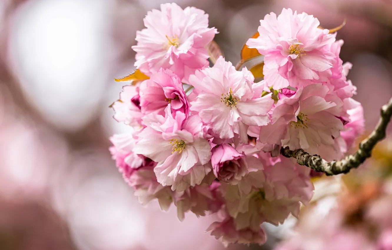 Фото обои цветы, ветка, весна, сакура, розовые, цветение, много, пышные