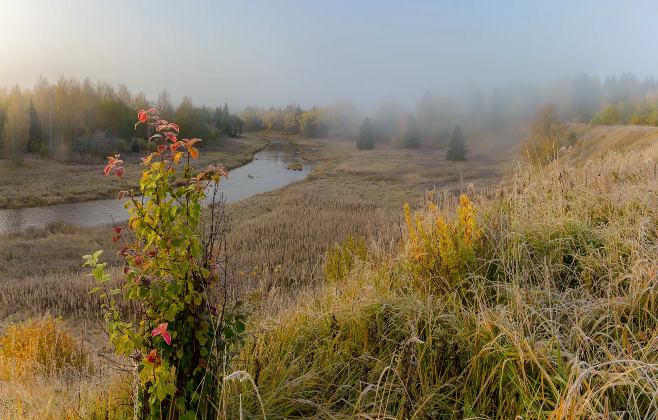 Фото обои осень, лес, деревья, пейзаж, природа, туман, ручей, куст