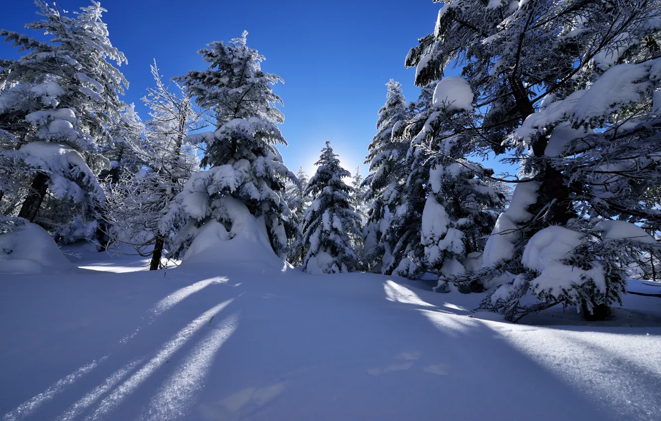 Фото обои Природа, Зима, Снег, Ель