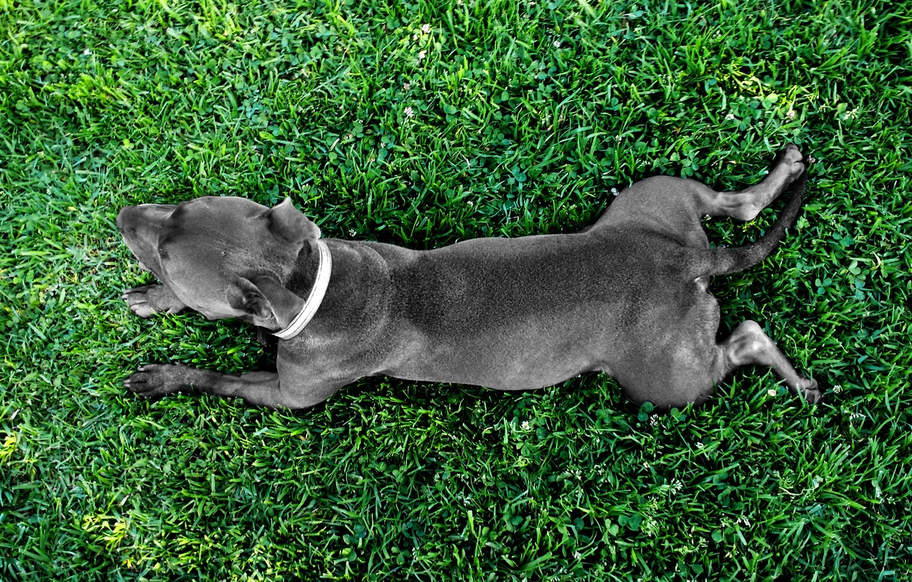 Фото обои зелень, трава, пес, dog