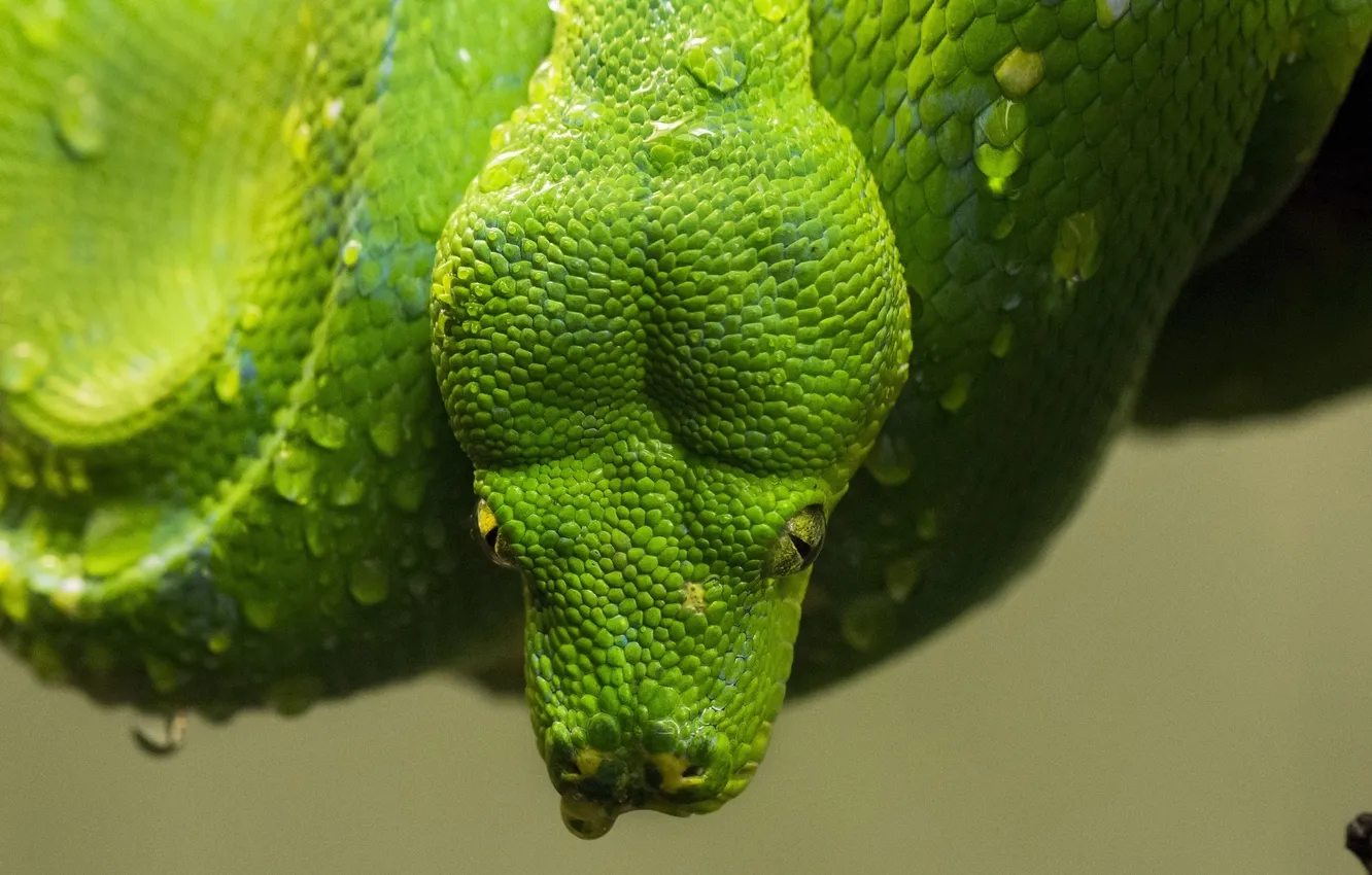Фото обои капли, зеленый, змея, голова, чешуя, питон