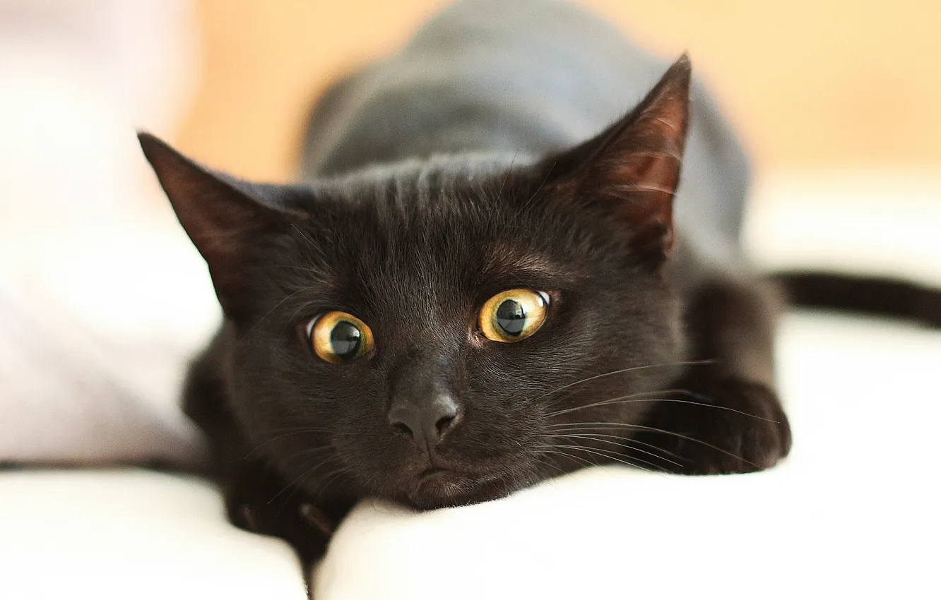 Фото обои глаза, кот, крупный план, черный, мордочка, лежит, отдыхает, боке