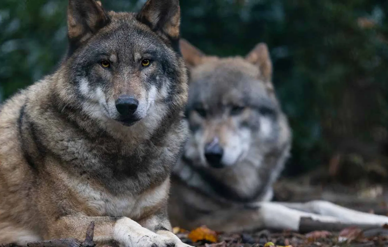Фото обои nature, face, animal, wolf, wildlife, head, fur, mammal
