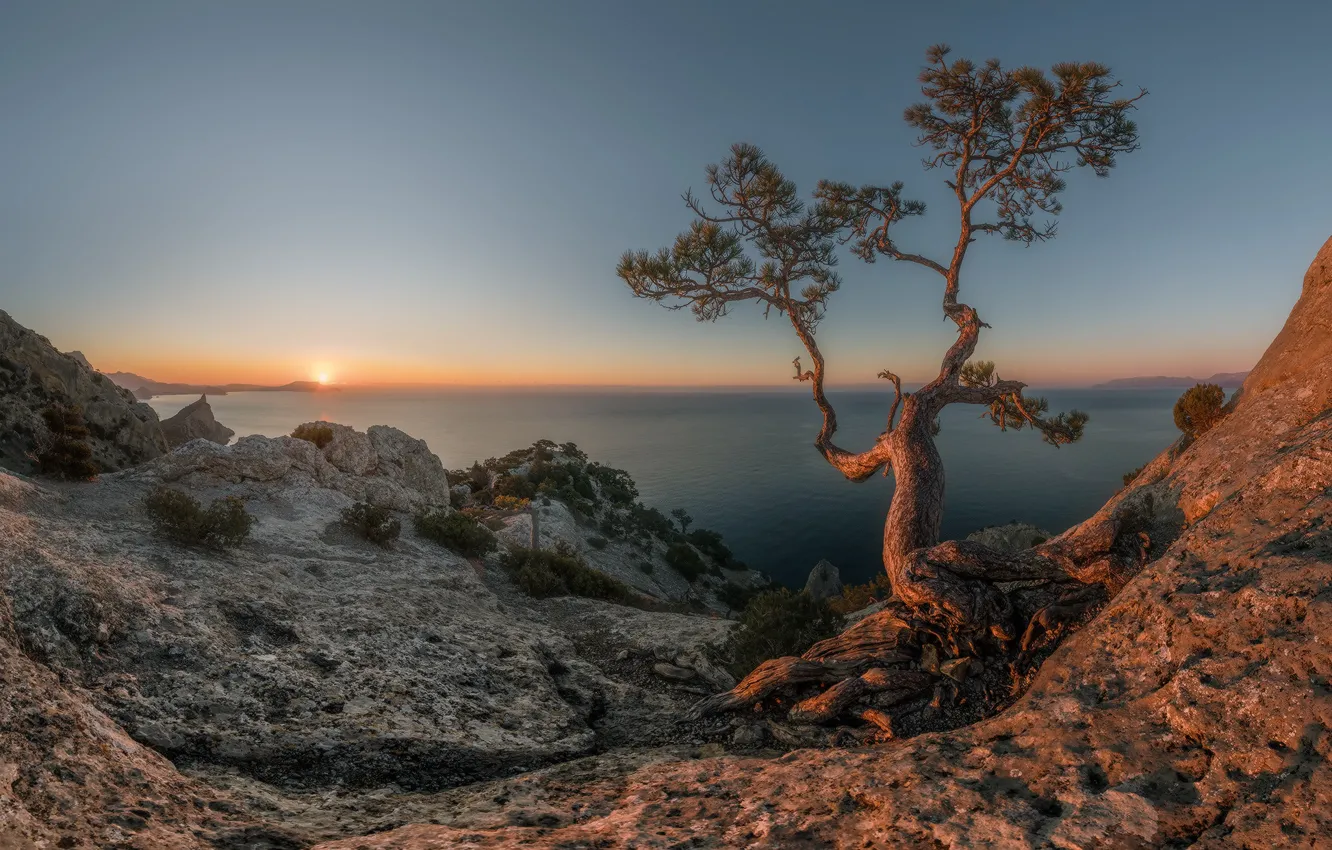 Фото обои море, солнце, пейзаж, природа, дерево, скалы, утро, Крым