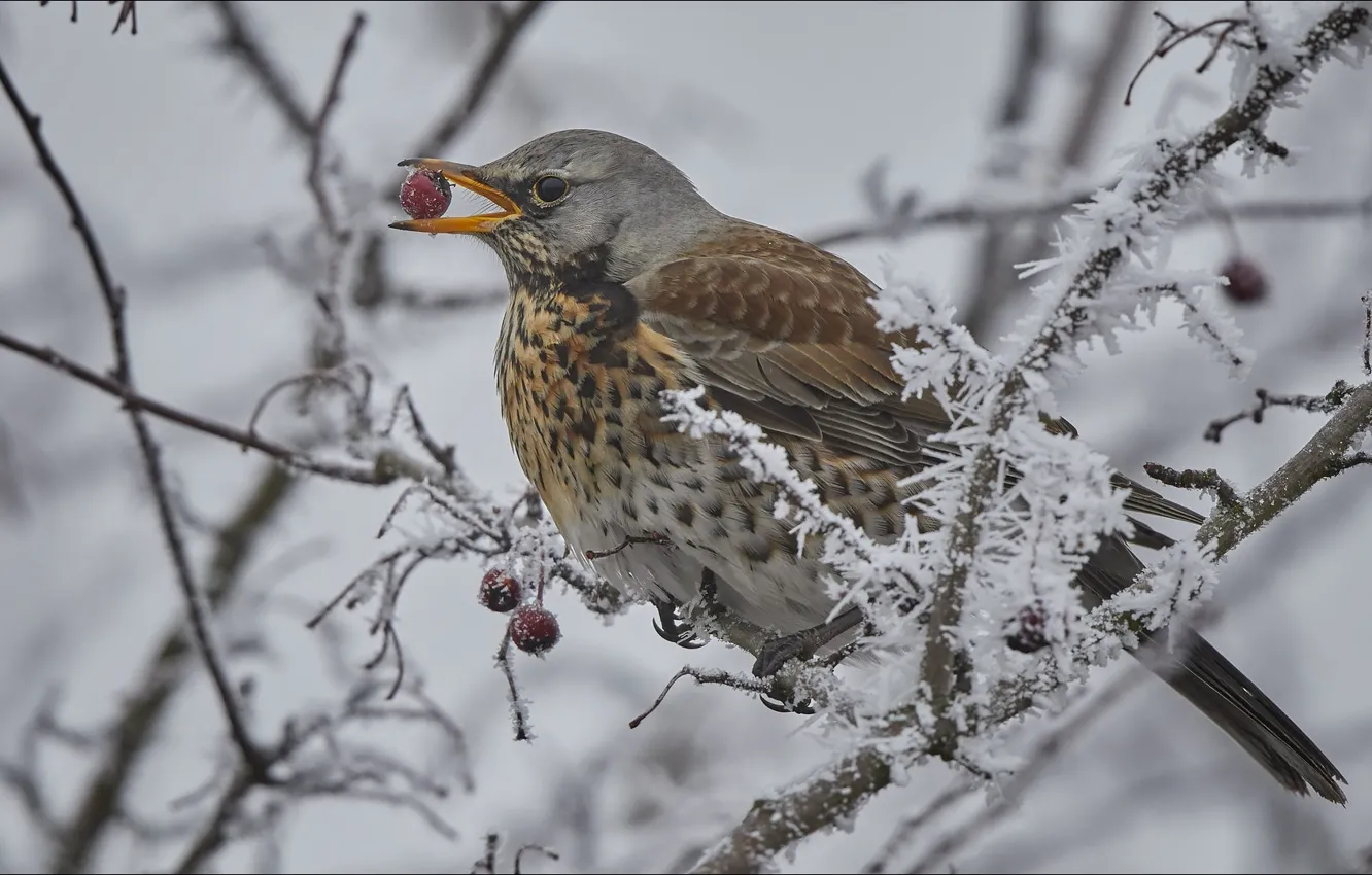 Фото обои berry, bird, winter