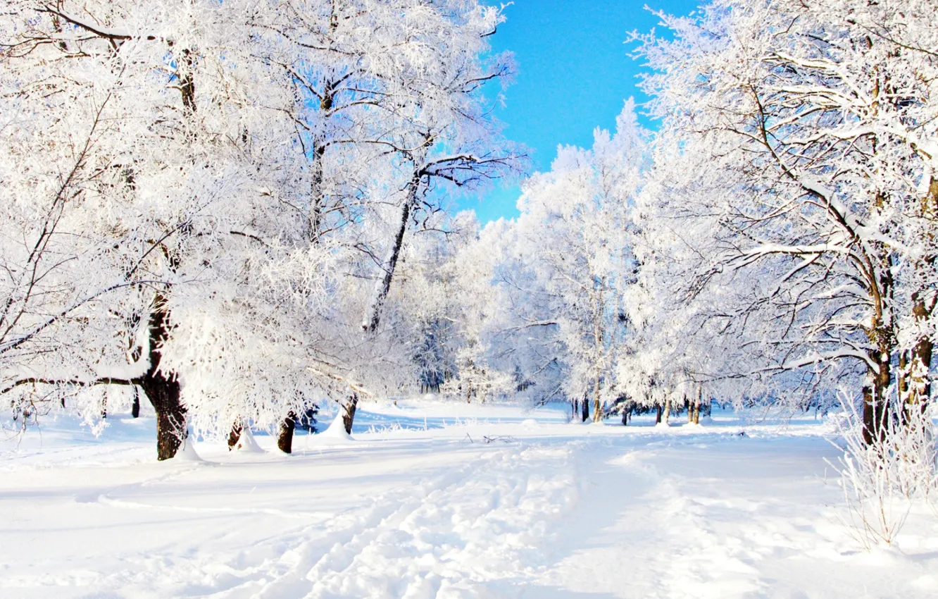 Фото обои зима, снег, деревья, тропа