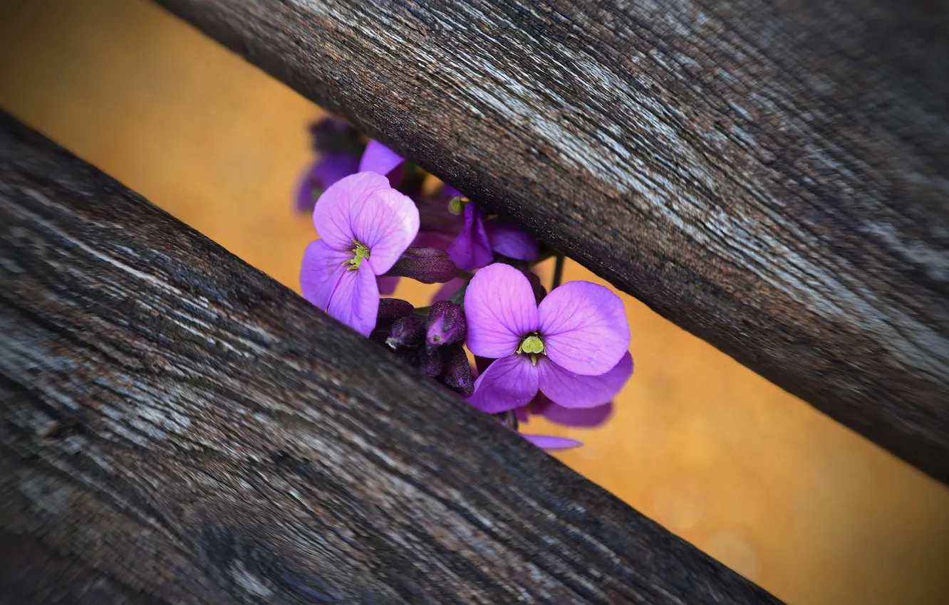 Фото обои Flower, macro, Bench