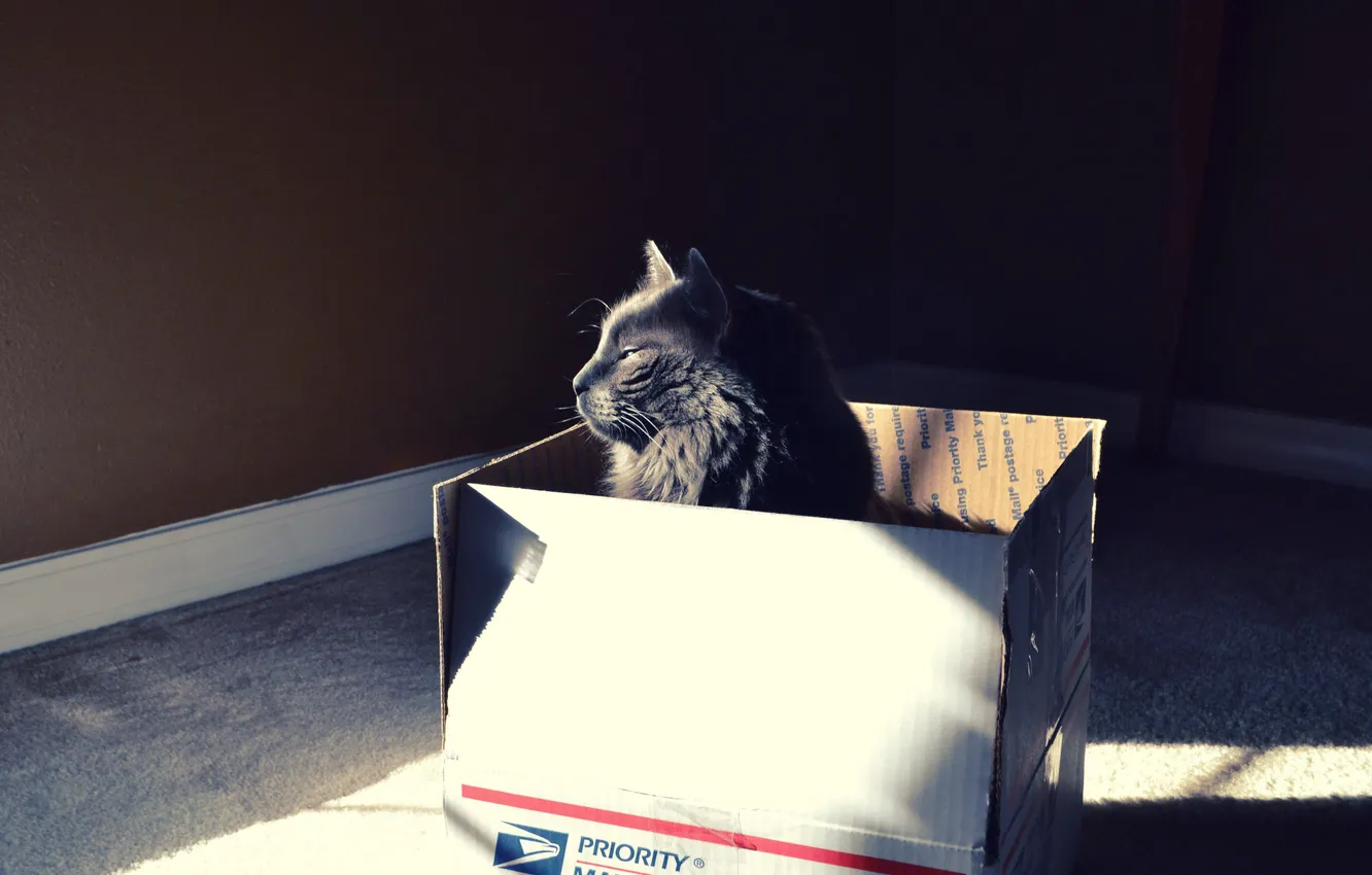 Фото обои кот, свет, коробка