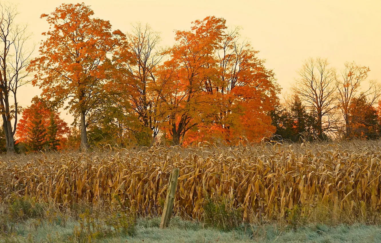 Фото обои поле, осень, природа, кукуруза