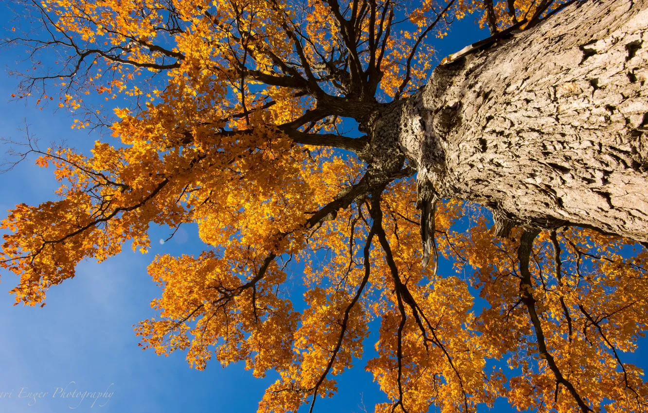 Фото обои осень, природа, дерево