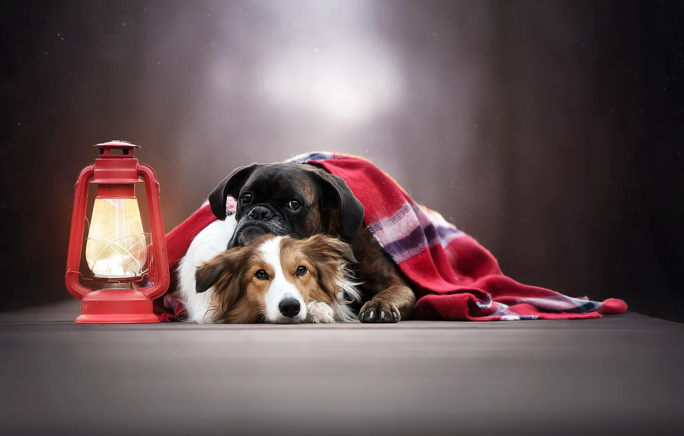 Фото обои фонарь, плед, друзья, боке, две собаки, Боксёр