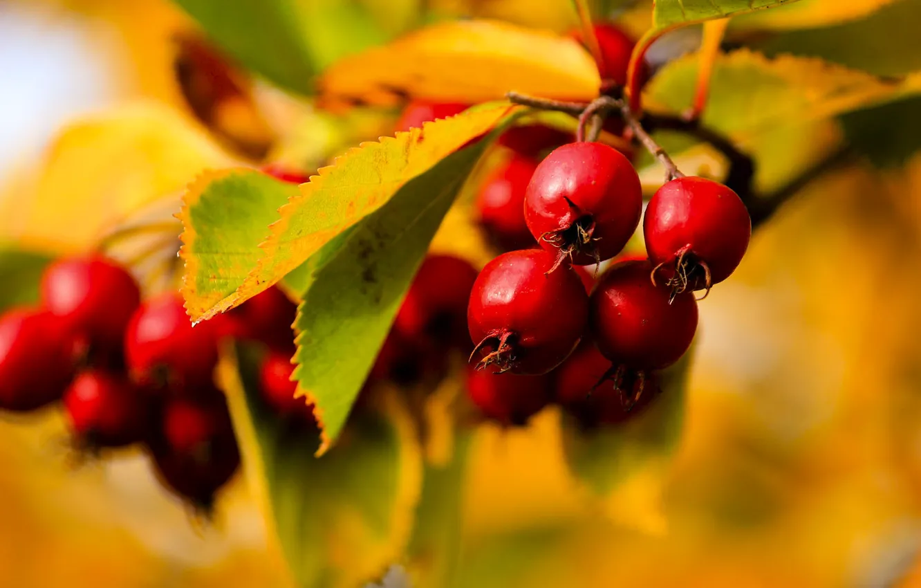 Download wallpaper autumn, leaves, basket, apples, yellow, section food in resol